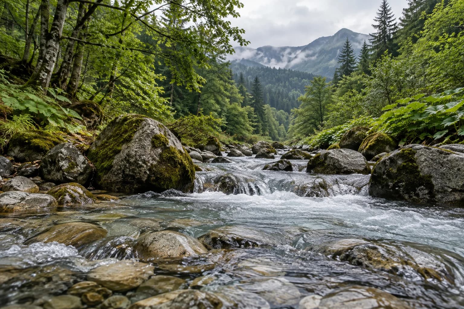 Pârâu montan limpede într-o pădure carpatică